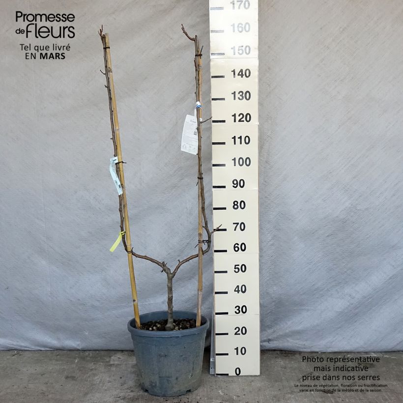 Apple Tree Golden Delicious - U Shape Malus domestica sample as delivered in spring