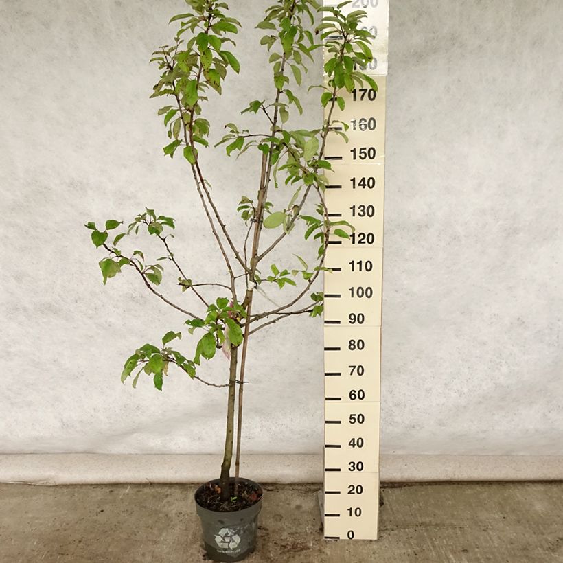 Apple Tree Gravenstein - Malus domestica 7.5L/10L pot, Goblet sample as delivered in summer