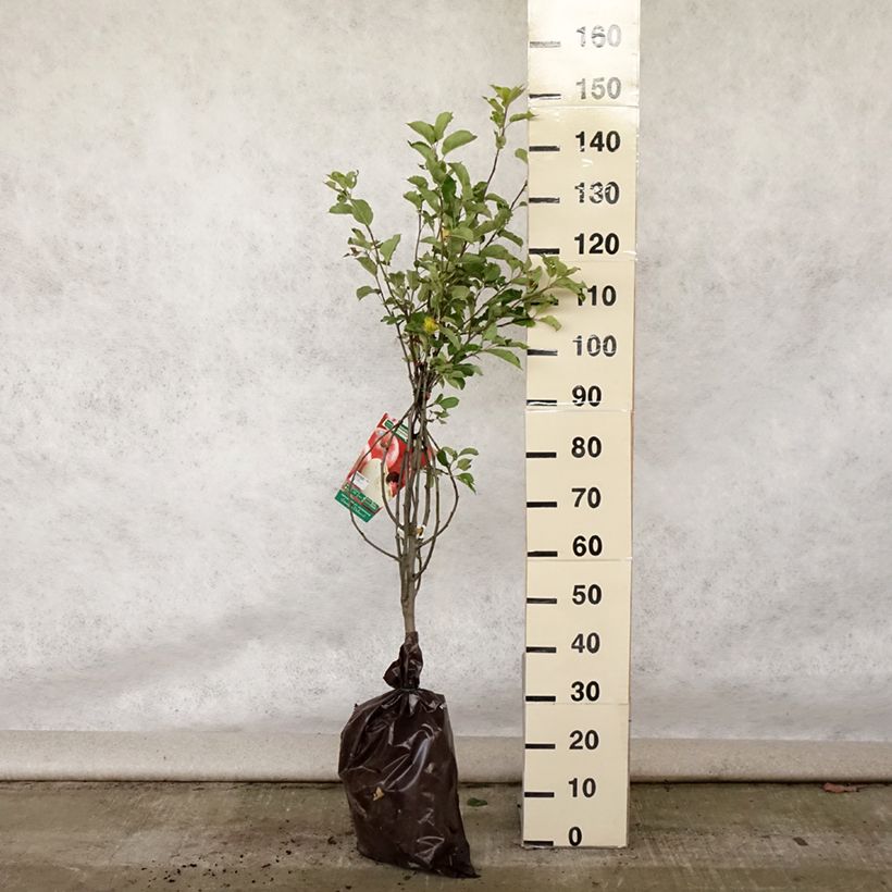 Apple Tree Harmonie - Malus domestica Ready-to-plant root ball, Goblet sample as delivered in summer