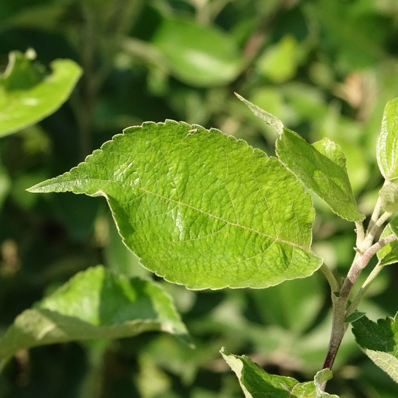 Apple Tree Harmonie - Malus domestica (Foliage)