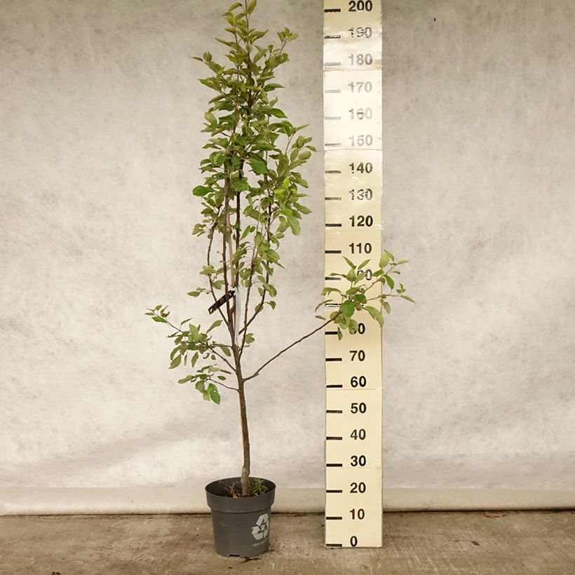 Apple Tree Ingrid Marie - Malus domestica 7.5L/10L pot sample as delivered in summer
