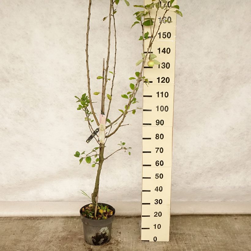 Apple Tree James Grieve - Malus domestica 7.5L/10L pot, Goblet sample as delivered in summer