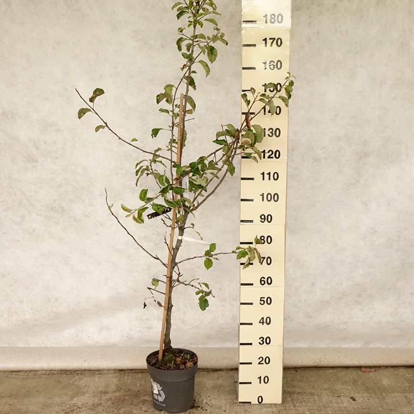 Apple Tree Jonagold - Malus domestica 7.5L/10L pot, Goblet sample as delivered in summer