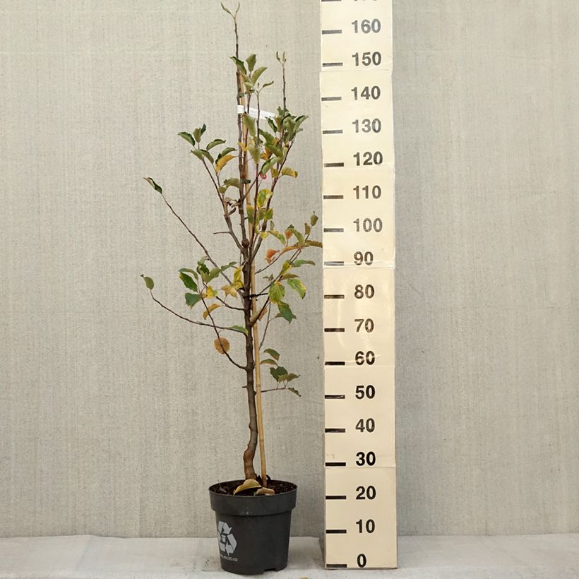 Apple Tree Karneval - Malus domestica 7.5L/10L pot, Goblet sample as delivered in autumn