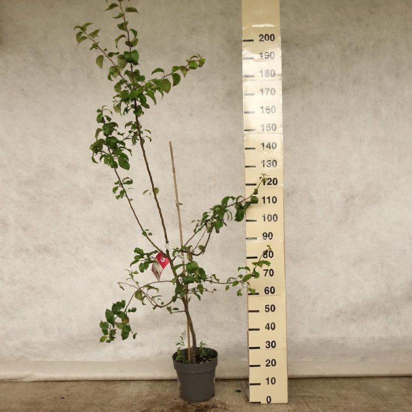 Apple Tree Braeburn - Malus domestica 7.5L/10L pot, Goblet sample as delivered in summer