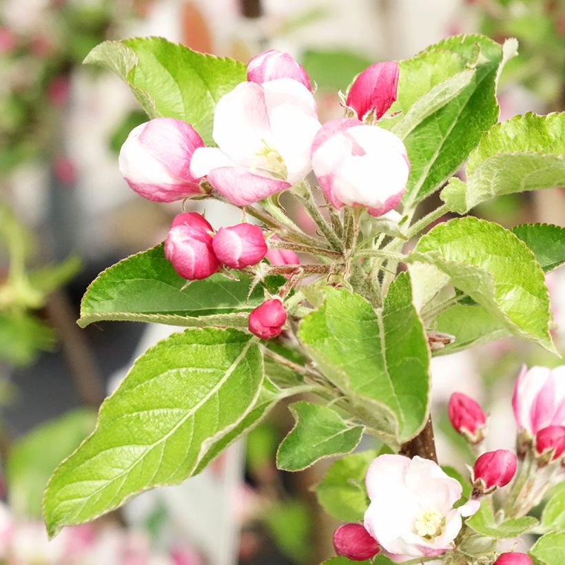 Apple Tree Braeburn - Malus domestica (Flowering)