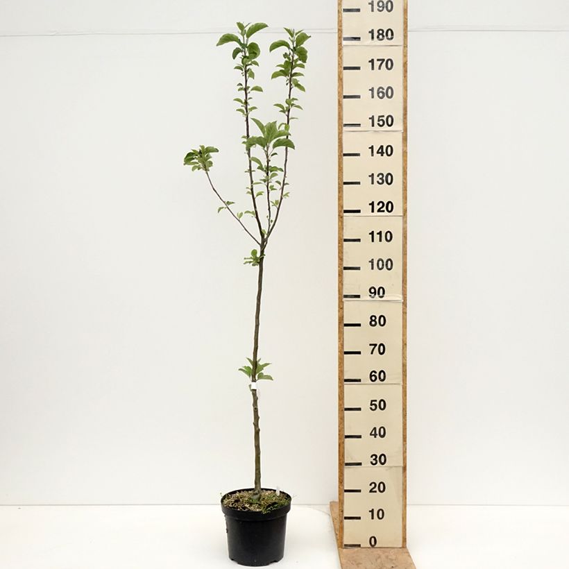 Apple Tree Braeburn - Malus domestica 7.5L/10L pot, Scion sample as delivered in spring