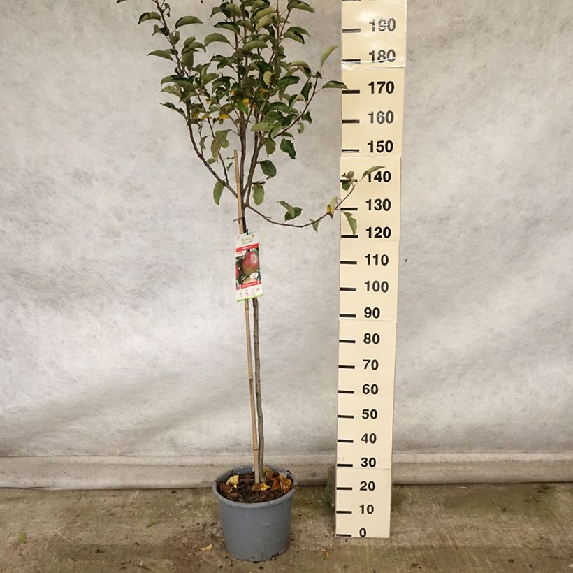 Apple Tree Idared Apple Tree - Malus domestica 7.5L/10L pot, Half standard sample as delivered in autumn