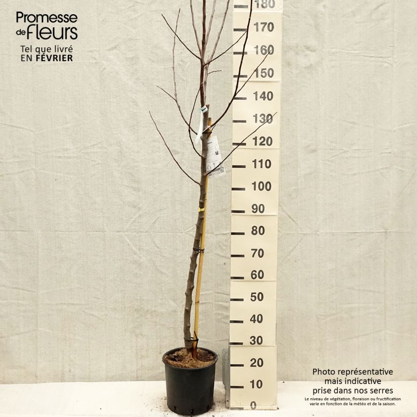 Apple Tree Reinette du Canada Blanche - Malus domestica 7.5L/10L pot, Half standard sample as delivered in winter
