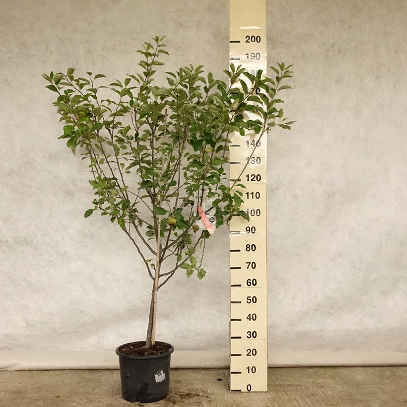 Apple Tree Melrose - Malus domestica 7.5L/10L pot, Goblet sample as delivered in summer
