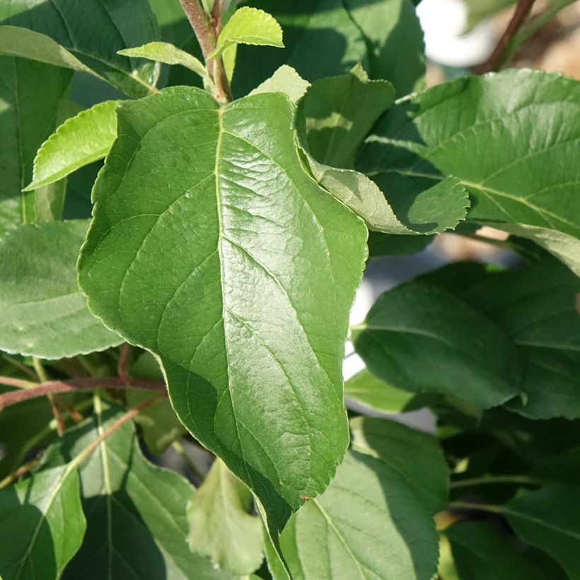 Dwarf self-fertile apple tree Fruit Me Apple Me Yellow Golden (Foliage)