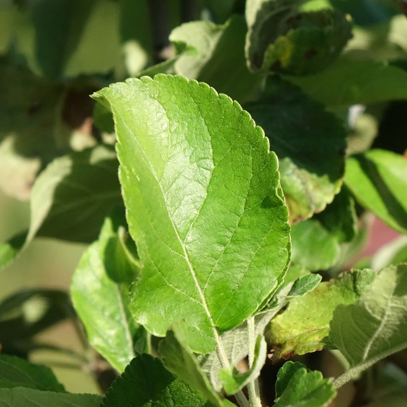 Malus domestica Delicado (Foliage)