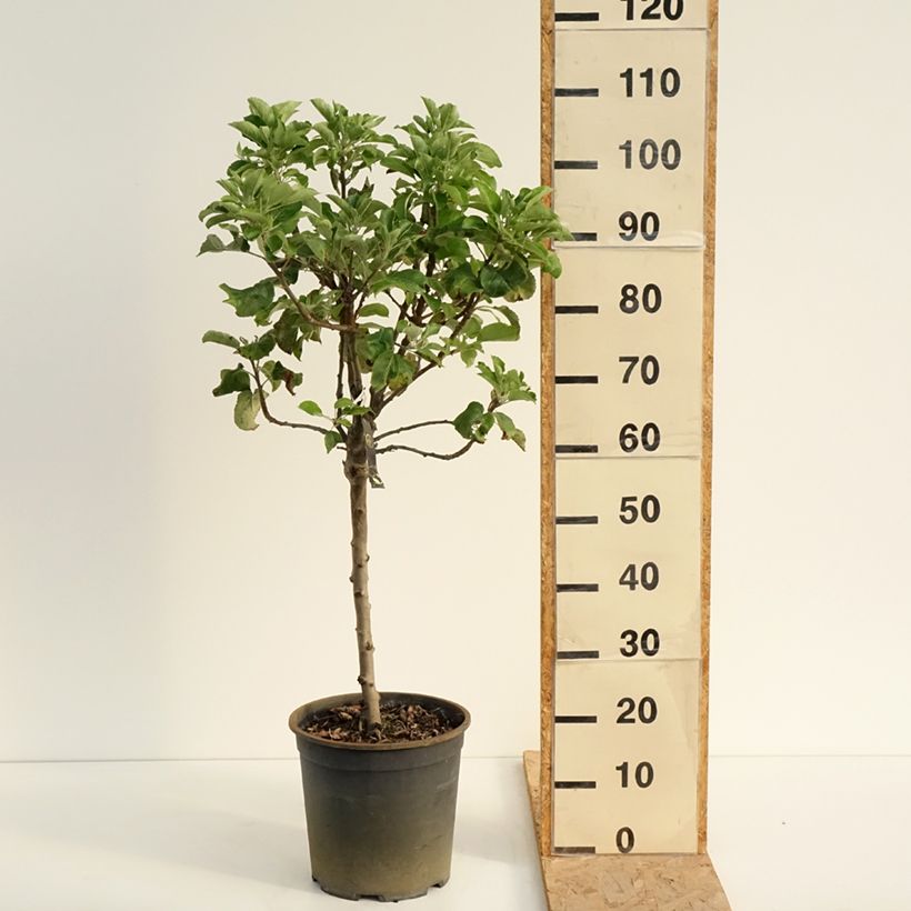 Malus domestica Delicado 7.5L/10L pot sample as delivered in summer