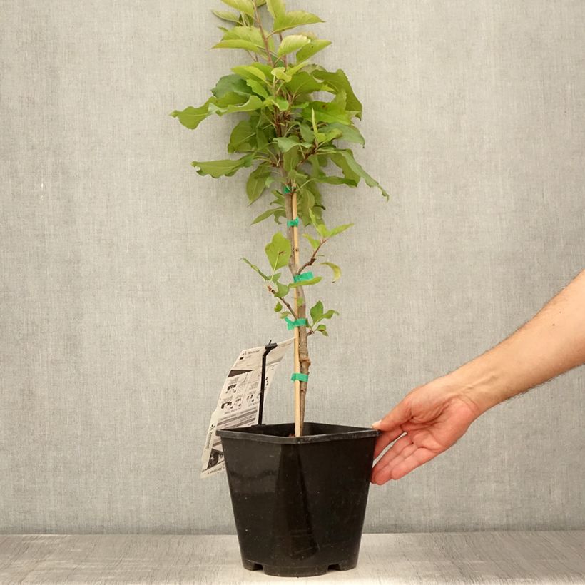 Dwarf Apple Tree Fruit Me Apple Me Red Gala 4L/5L pot, Dwarf sample as delivered in summer
