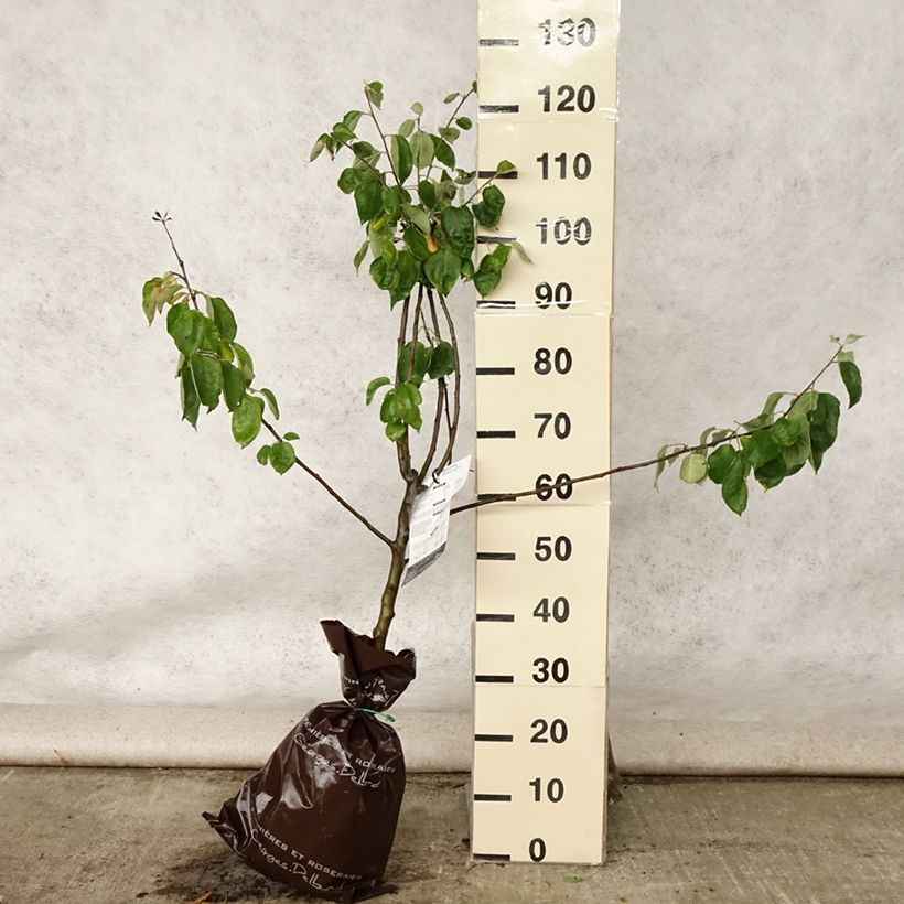 Apple Tree Winter Rambour - Malus domestica Ready-to-plant root ball, Goblet sample as delivered in summer