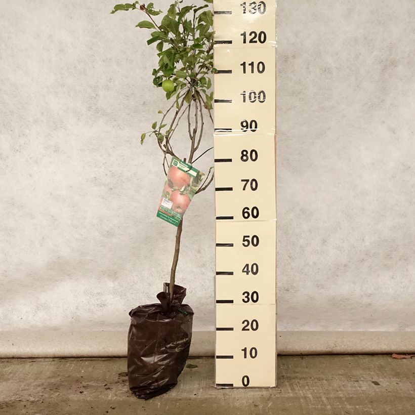 Apple Tree Regali Apple Tree - Georges Delbard Ready-to-plant root ball, Goblet sample as delivered in summer