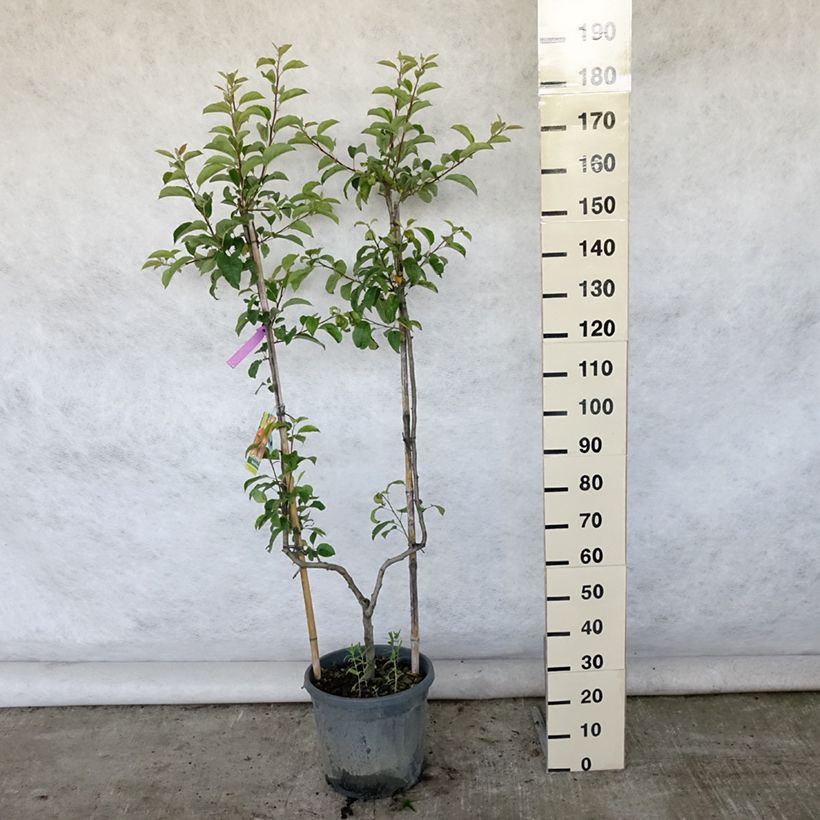 Apple Tree Reine des Reinettes 7.5L/10L pot, Single u-shaped espalier sample as delivered in summer
