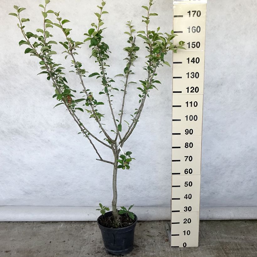 Apple Tree Reinette Clochard - Malus domestica 7.5L/10L pot, Goblet sample as delivered in summer