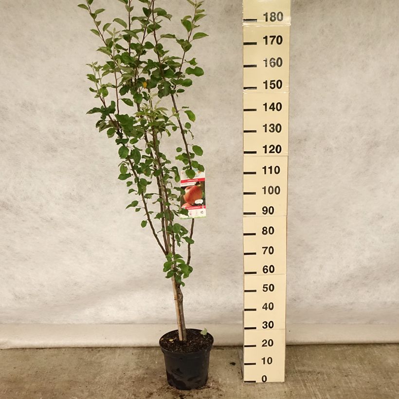 Apple Tree Reinette de Caux - Malus domestica 7.5L/10L pot, Goblet sample as delivered in summer