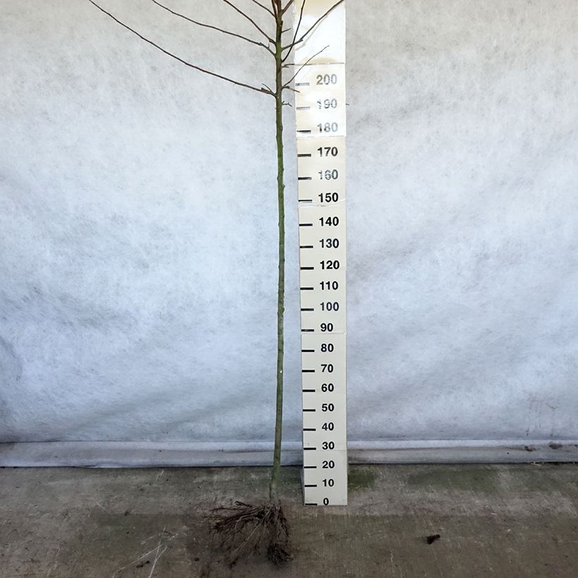 Apple Tree Reinette Etoilée - Malus domestica Bare root, Standard sample as delivered in winter