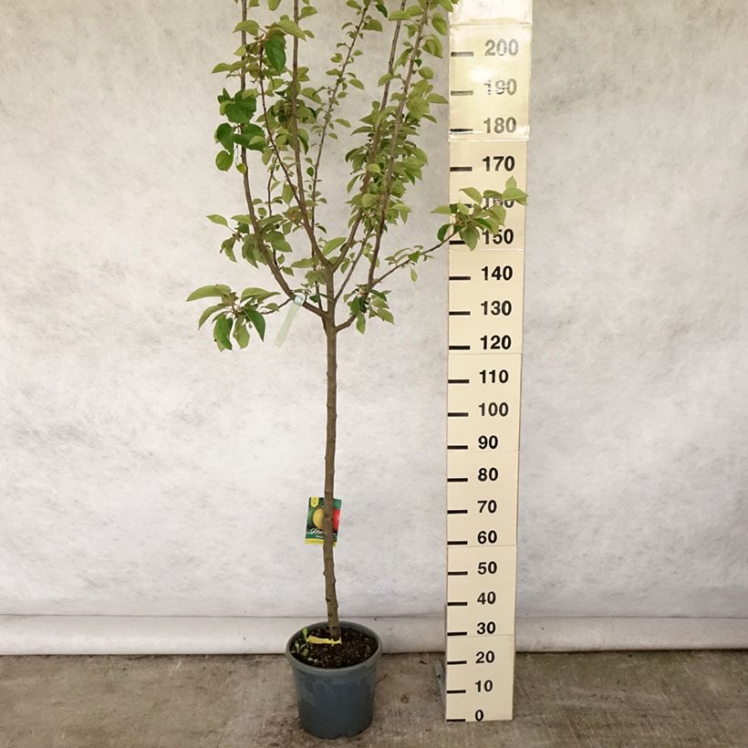 Apple Tree Reinette Grise du Canada 7.5L/10L pot, Half standard sample as delivered in summer