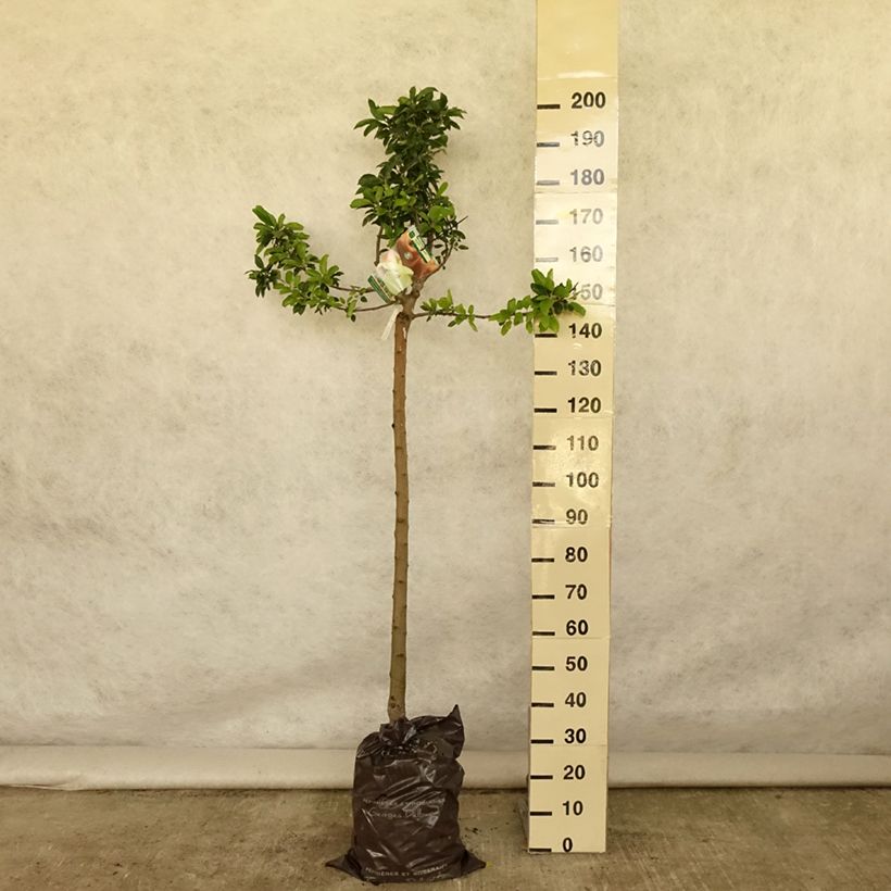 Apple Tree Royale Delbard Delfloga - Georges Delbard Ready-to-plant root ball, Half standard sample as delivered in summer