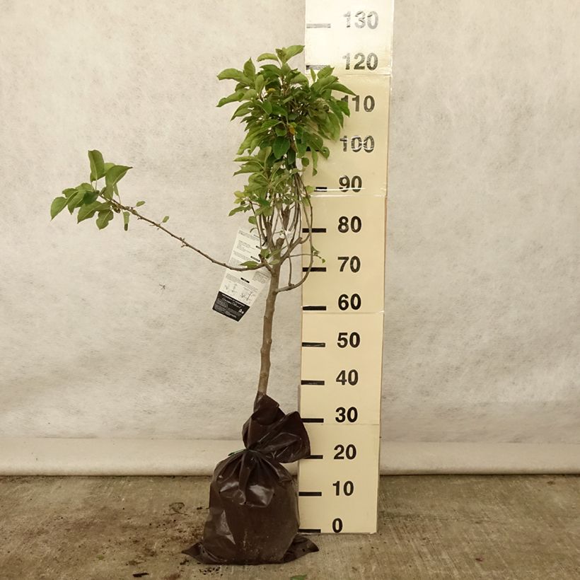 Apple Tree Royale Delbard Delfloga - Georges Delbard Ready-to-plant root ball, Goblet sample as delivered in summer