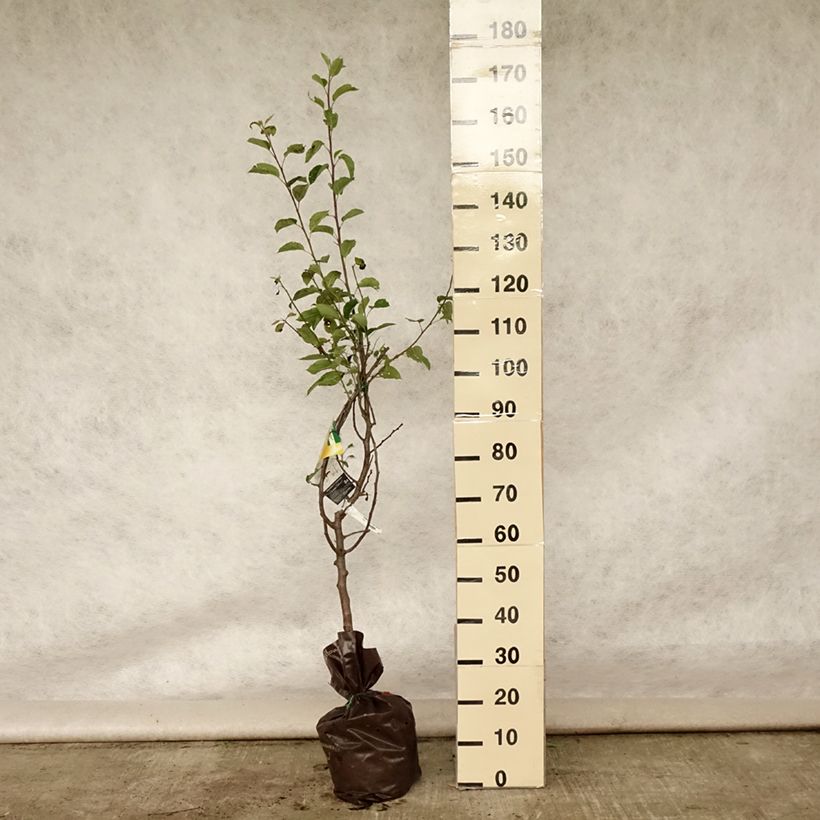 Apple Tree Temptation - Georges Delbard Ready-to-plant root ball, Goblet sample as delivered in summer