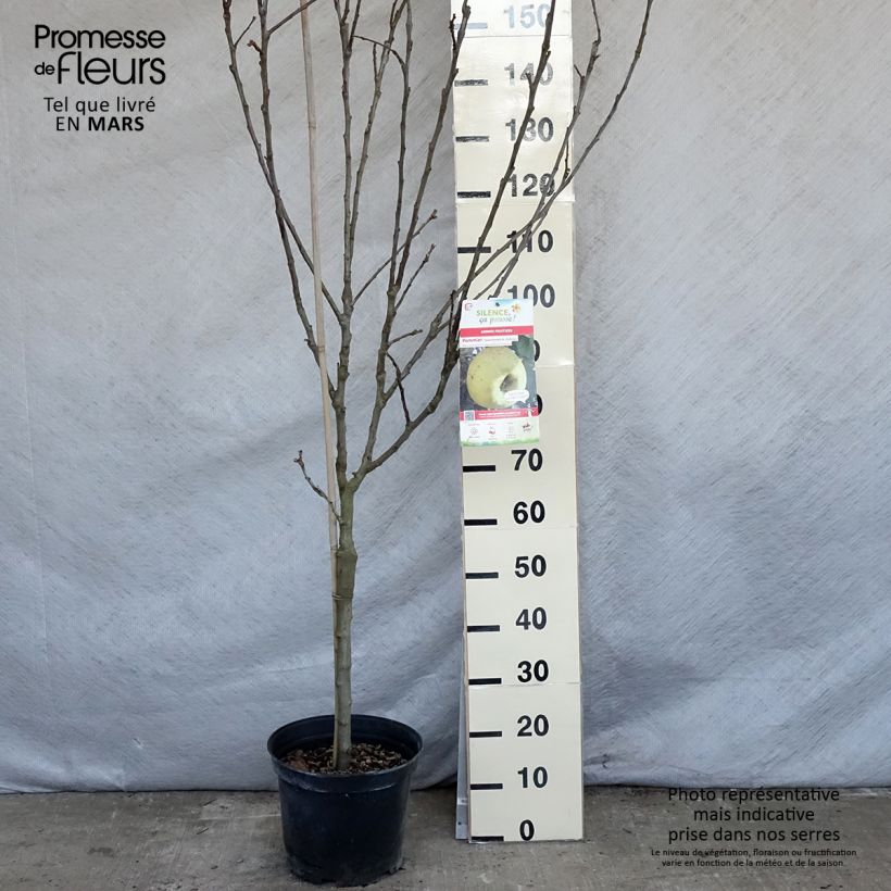 Apple Tree Transparente de Croncels - Malus domestica sample as delivered in spring