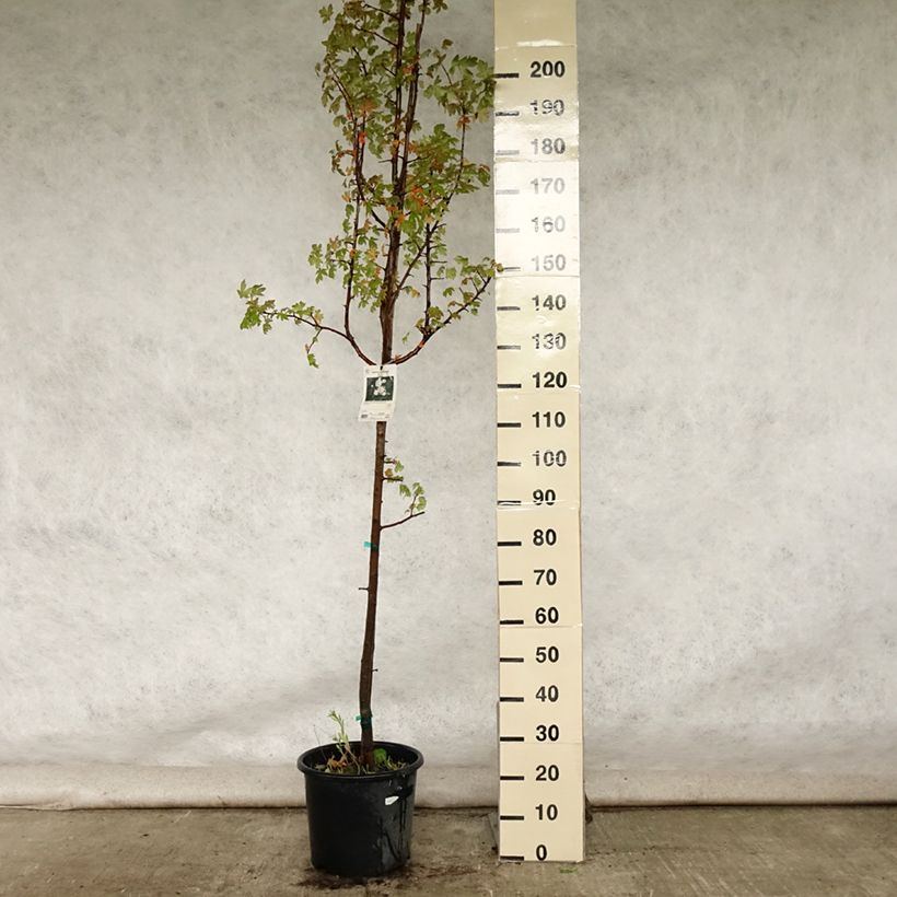 Malus trilobata - Crab Apple 7.5L/10L pot sample as delivered in summer