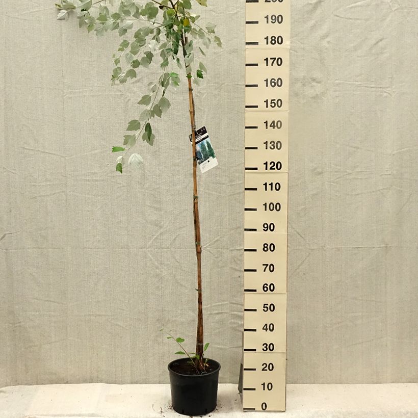 Populus alba - White Poplar 7.5L/10L pot sample as delivered in summer