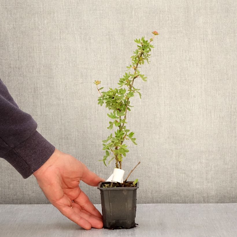 Potentilla fruticosa Crème Brûlée - Shrubby Cinquefoil 8/9 cm pot sample as delivered in spring