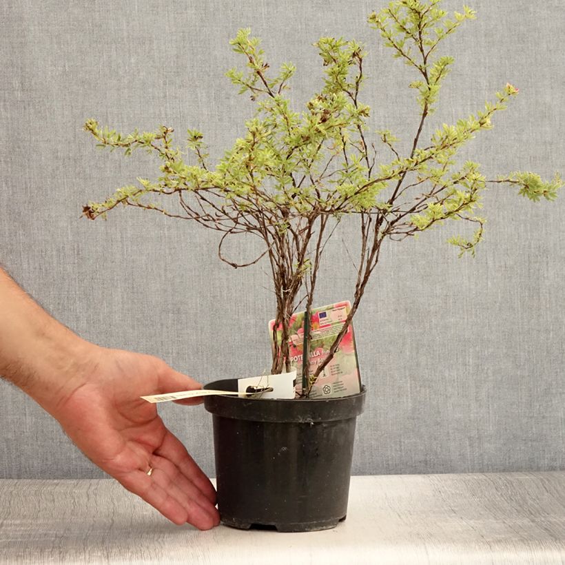 Potentilla fruticosa Danny Boy - Shrubby Cinquefoil 2L/3L pot sample as delivered in summer