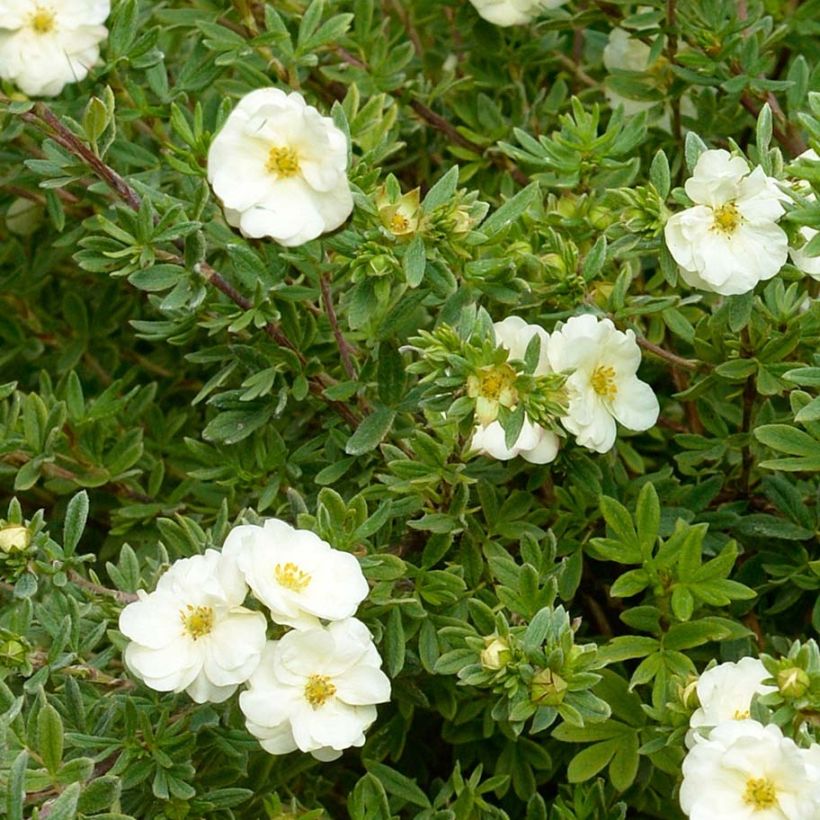 Potentilla fruticosa Double Punch Cream - Shrubby Cinquefoil (Foliage)