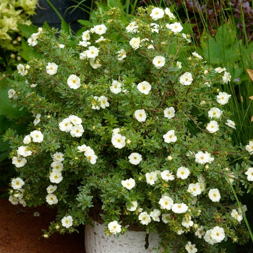 Potentilla fruticosa Double Punch Cream - Shrubby Cinquefoil (Plant habit)