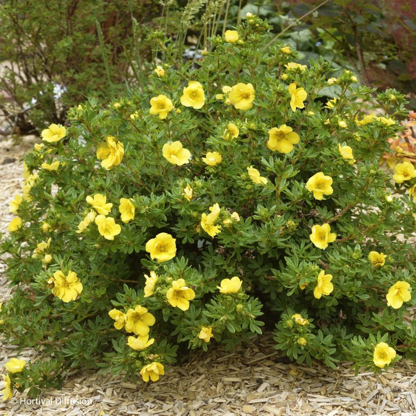 Potentilla fruticosa Double Punch Gold - Shrubby Cinquefoil (Plant habit)