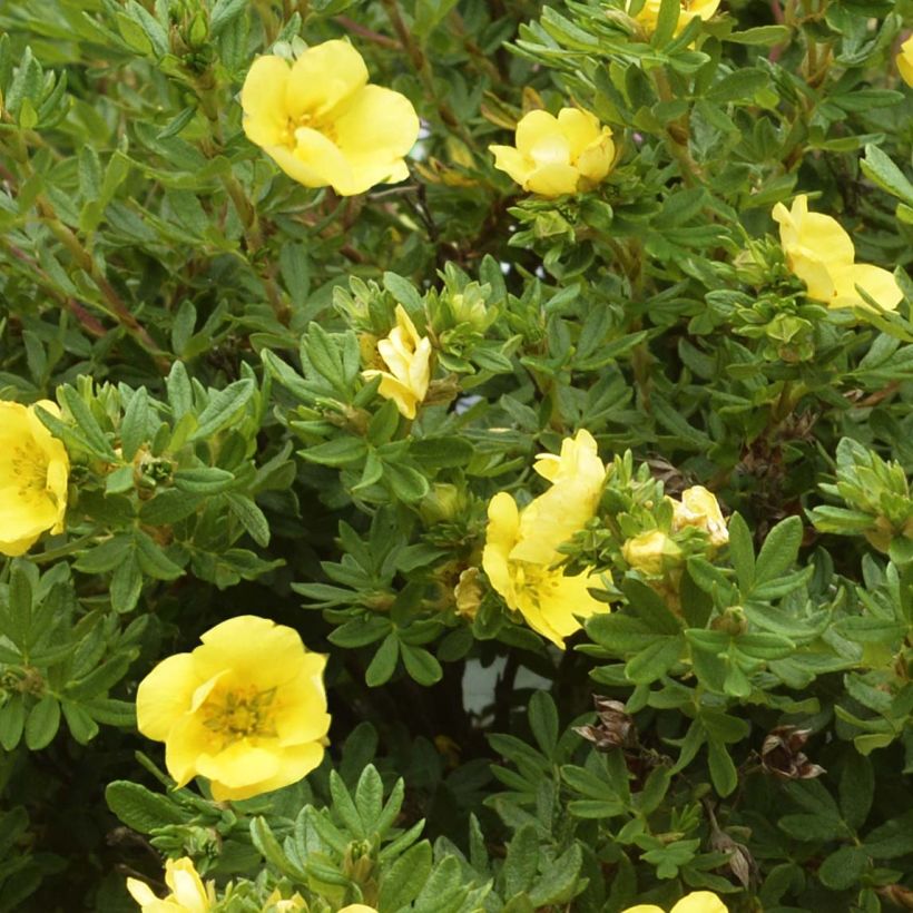 Potentilla fruticosa Double Punch Gold - Shrubby Cinquefoil (Foliage)