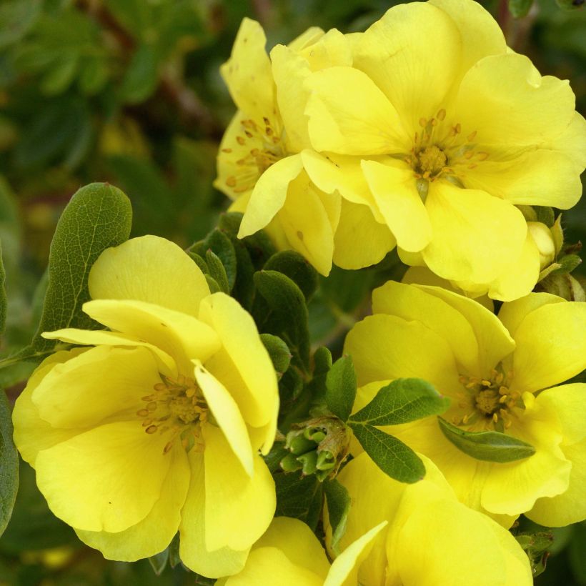 Potentilla fruticosa Double Punch Gold - Shrubby Cinquefoil (Flowering)