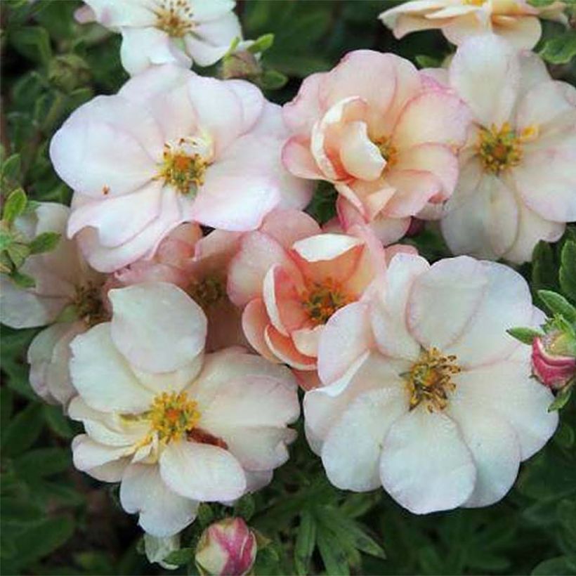 Potentilla fruticosa Double Punch Pastel - Shrubby Cinquefoil (Flowering)