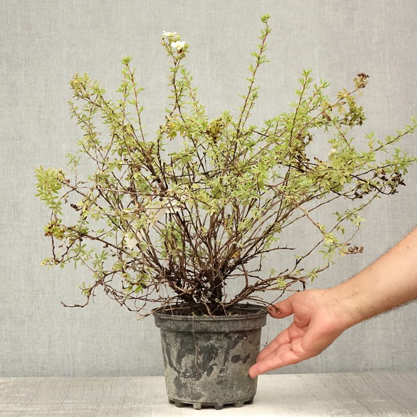 Potentilla fruticosa Double Punch Pastel - Shrubby Cinquefoil 3L/4L pot sample as delivered in summer