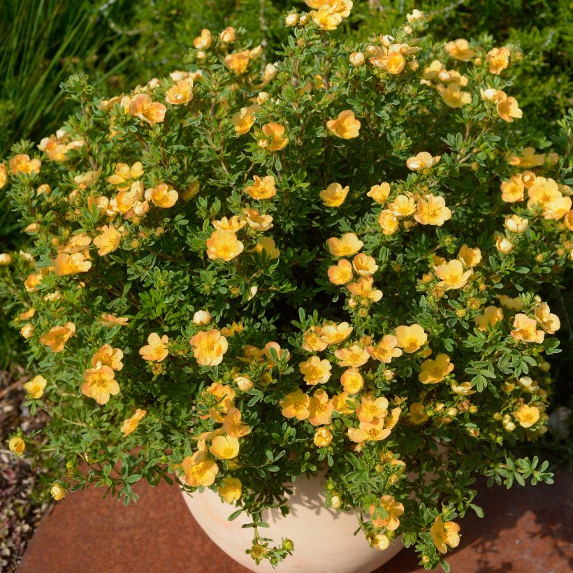 Potentilla fruticosa Double Punch Peach - Shrubby Cinquefoil (Plant habit)