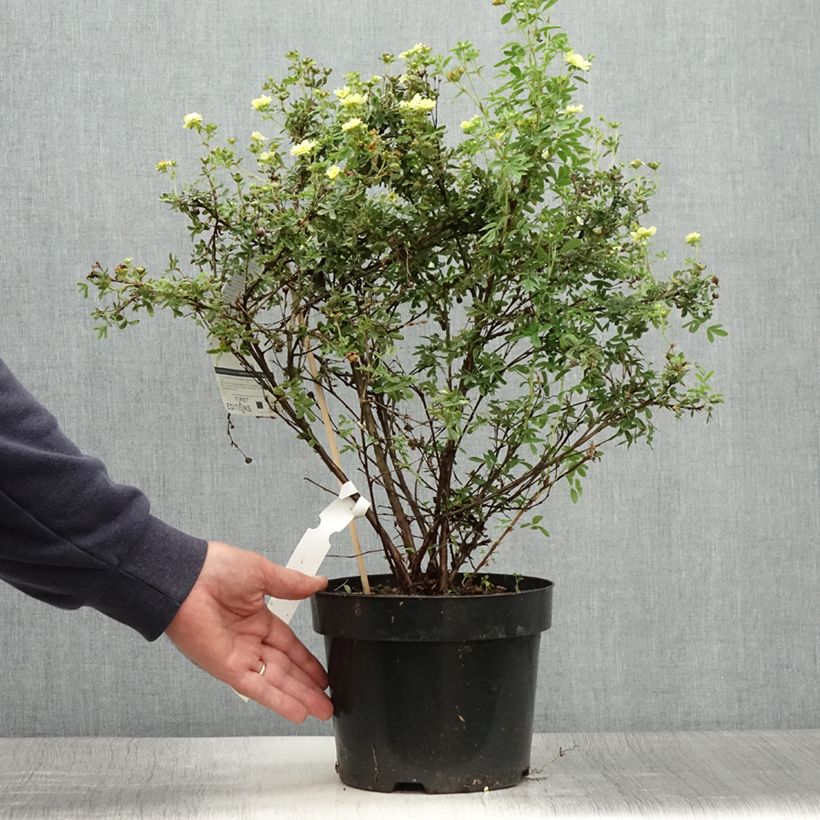 Potentilla fruticosa Lemon Meringue - Shrubby Cinquefoil 2L/3L pot sample as delivered in summer