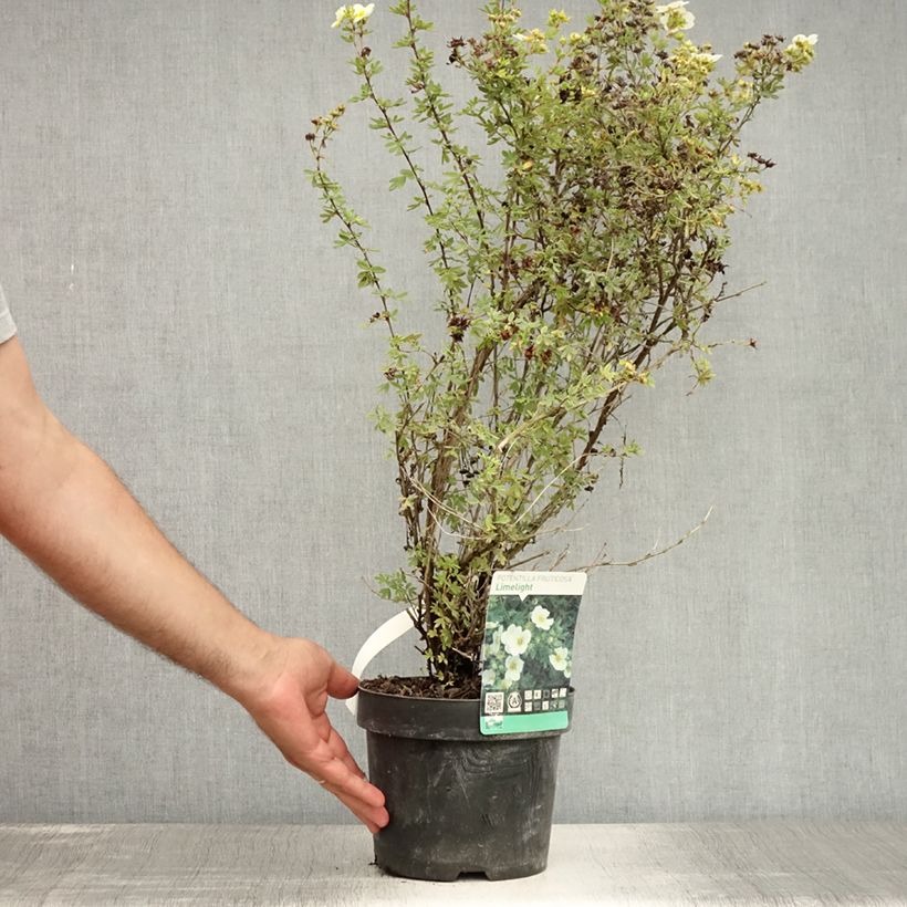 Potentilla fruticosa Limelight - Shrubby Cinquefoil 3L/4L pot sample as delivered in summer