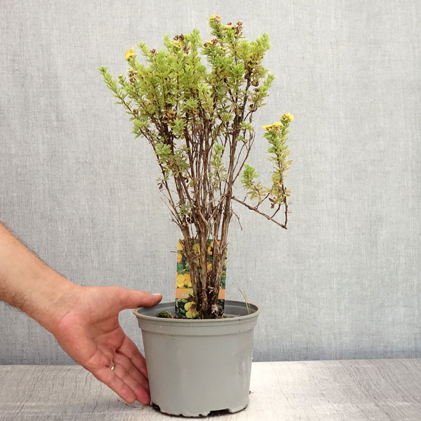Potentilla fruticosa Mango Tango - Shrubby Cinquefoil 2L/3L pot sample as delivered in summer