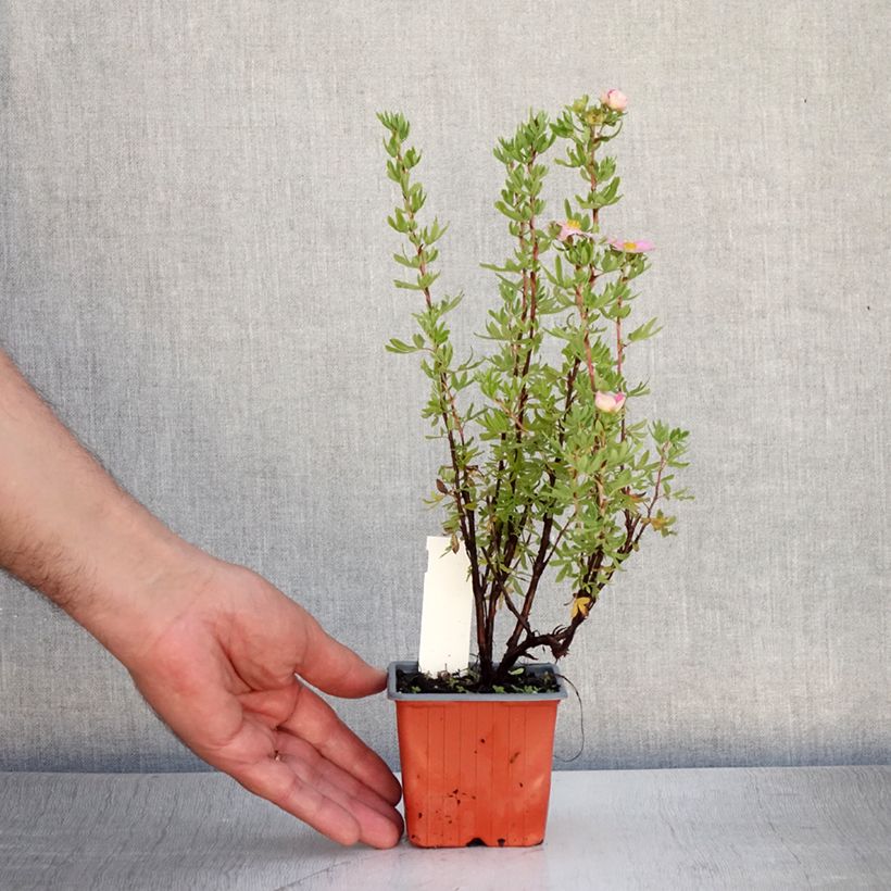 Potentilla fruticosa Pink Paradise - Shrubby Cinquefoil 8/9 cm pot sample as delivered in summer