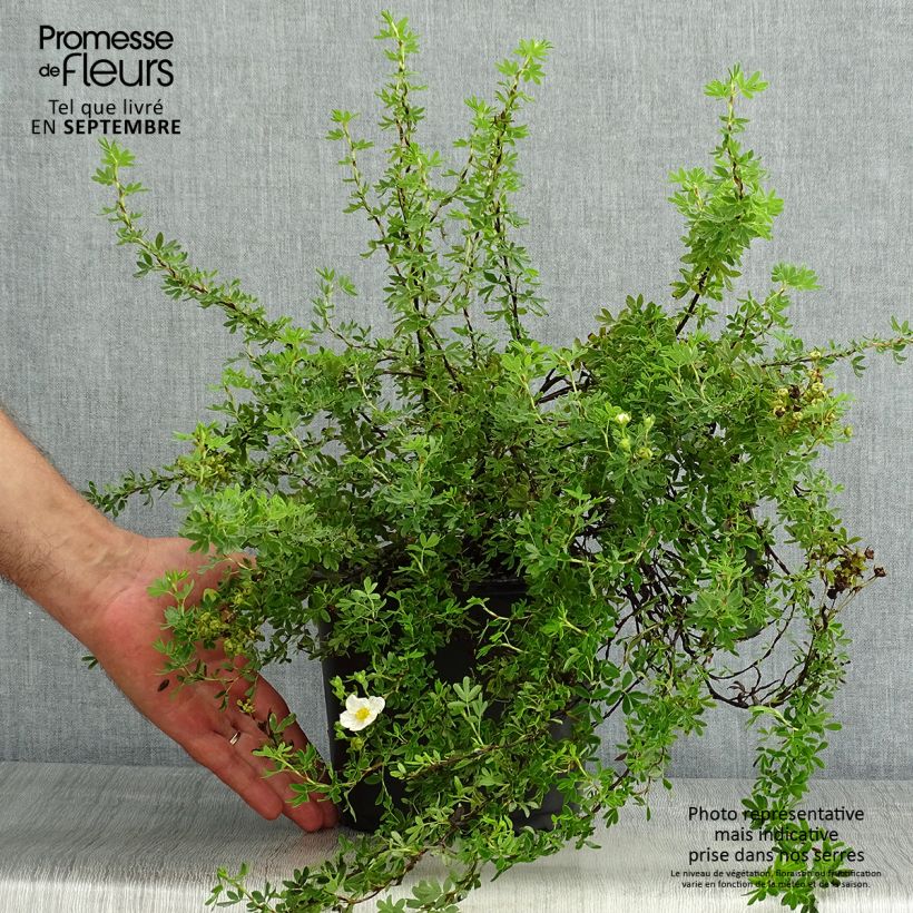 Potentilla fruticosa Princess Pink Queen - Shrubby Cinquefoil 2L/3L pot sample as delivered in summer