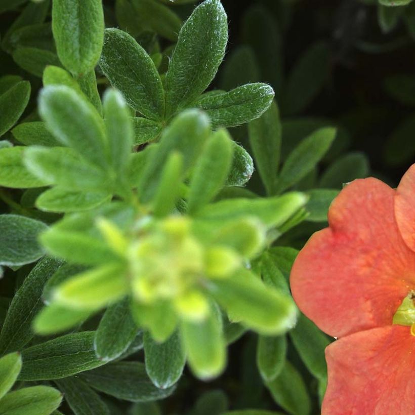 Potentilla fruticosa Redissima - Shrubby Cinquefoil (Foliage)