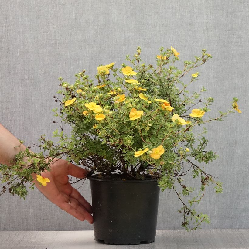 Potentilla fruticosa Tangerine - Shrubby Cinquefoil 2L/3L pot sample as delivered in summer