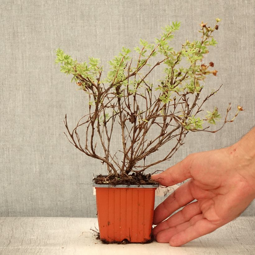 Potentilla fruticosa Tangerine - Shrubby Cinquefoil 8/9 cm pot sample as delivered in summer