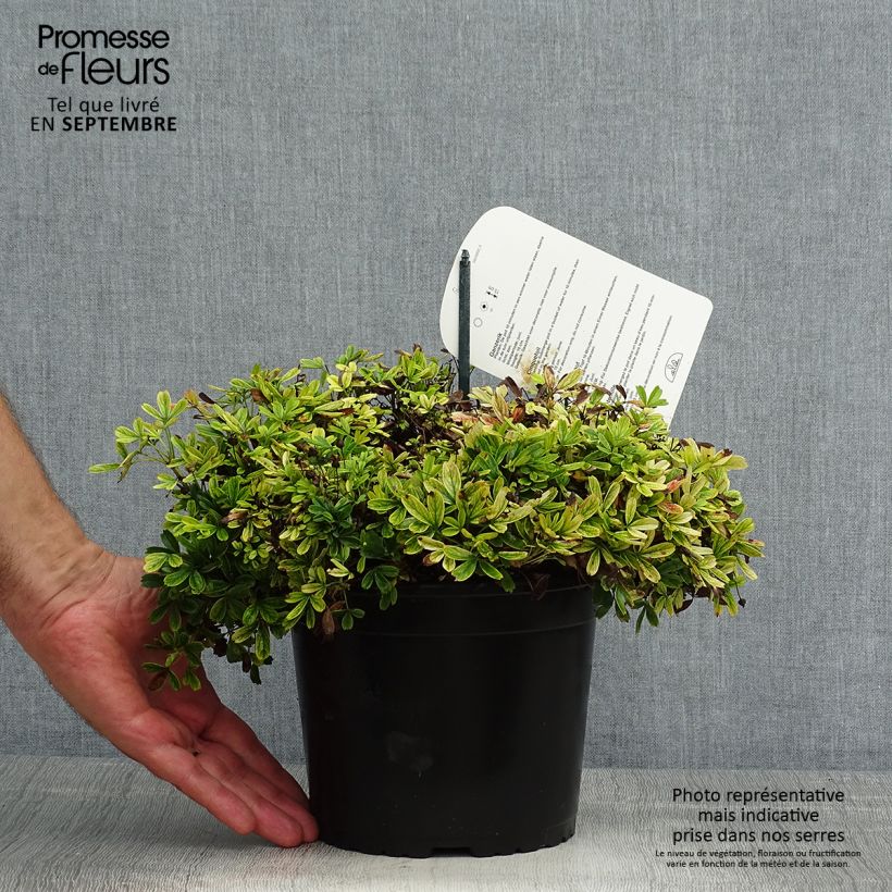 Potentilla tridentata Nuuk - Cinquefoil 1.5L/2L pot sample as delivered in summer